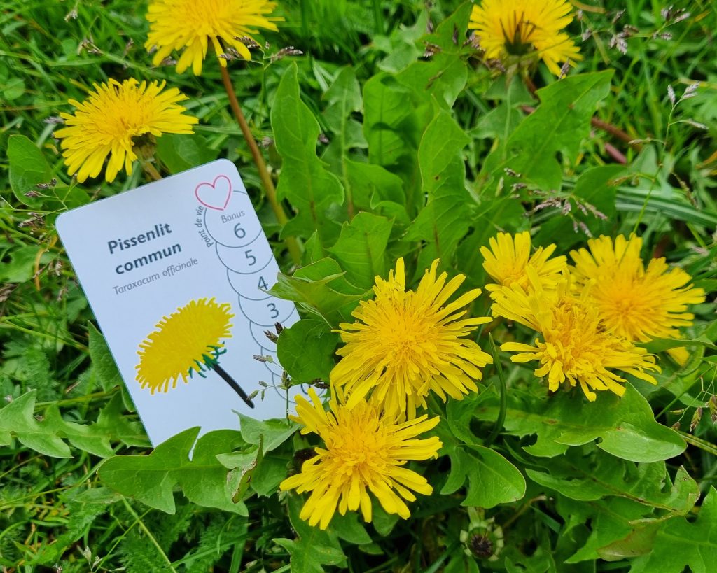Le pissenlit
