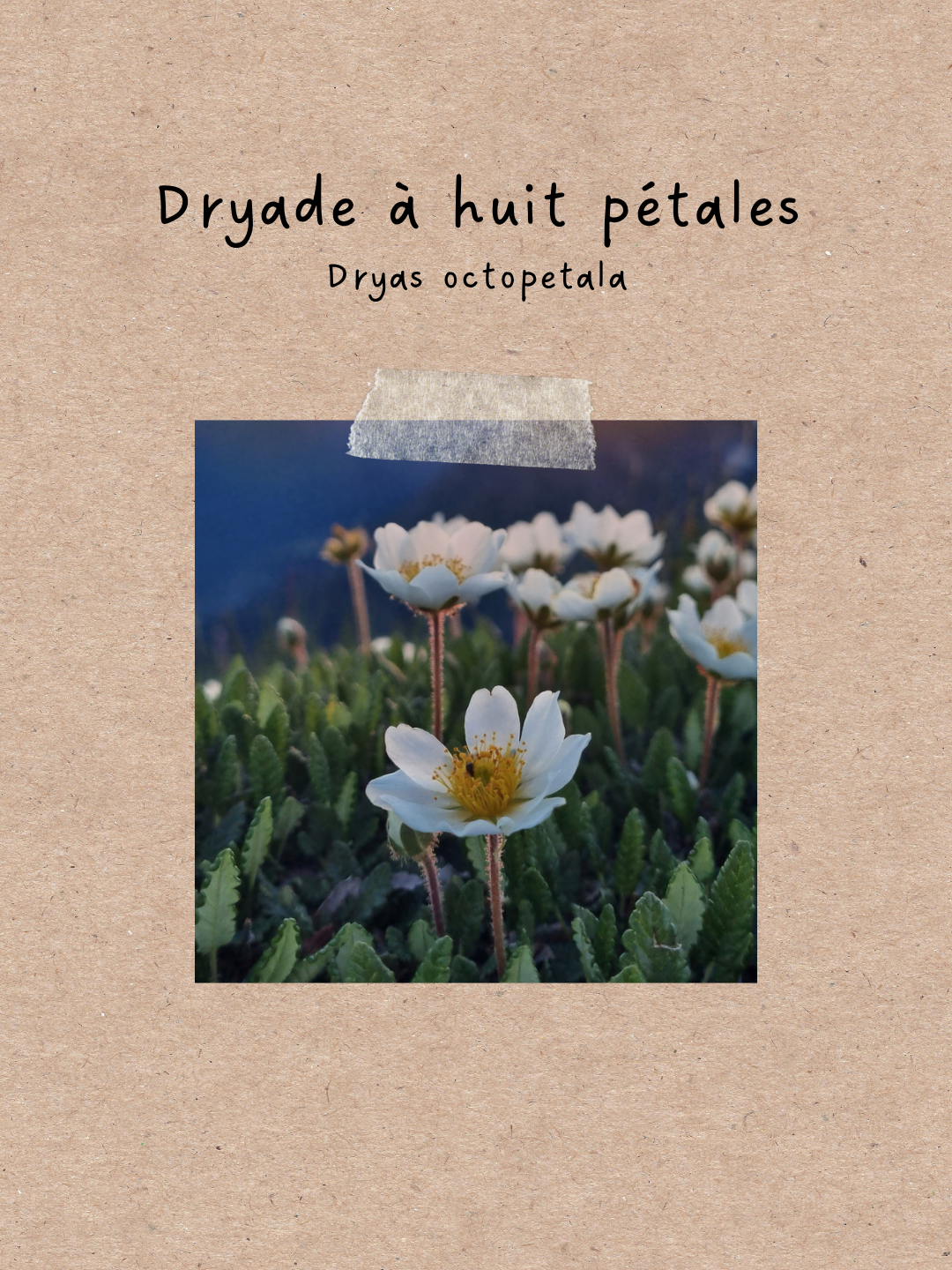 Post instagram Dryade part1