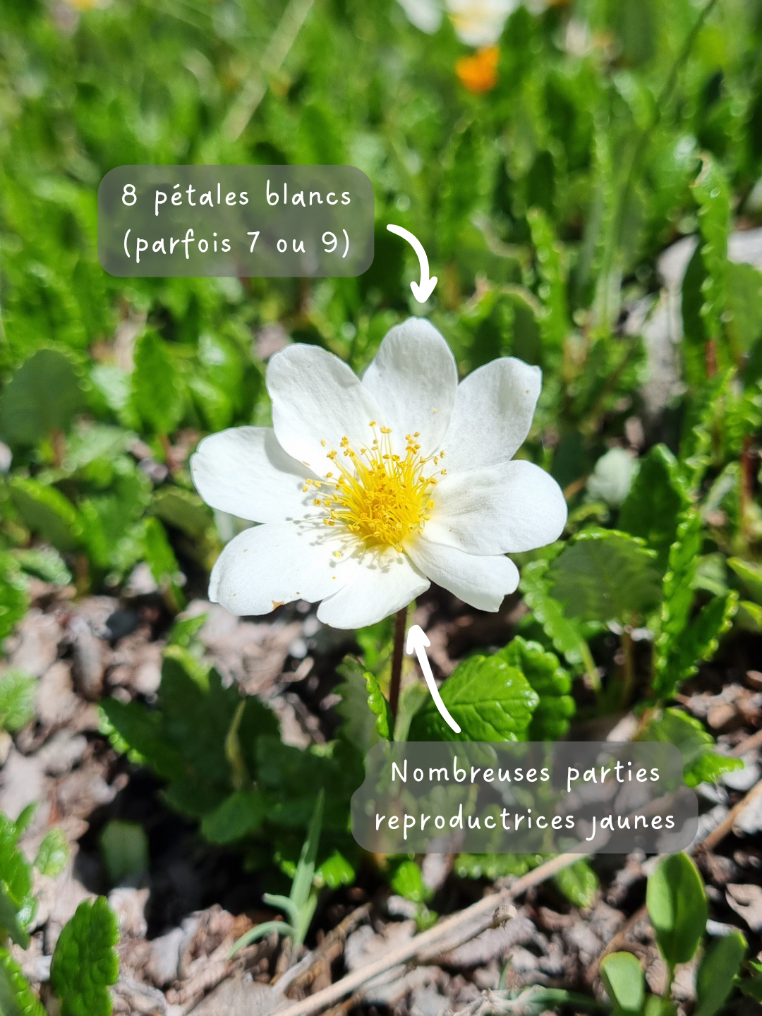 Post instagram Dryade part4