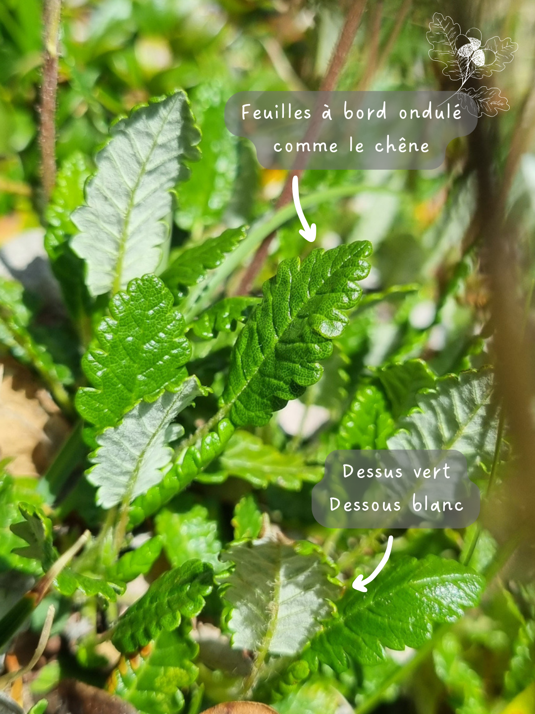 Post instagram Dryade part5